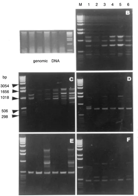 Fig.  2.  Randomly  and  specifically  amplified  polymorphic  DNAs  band  profiles  of  analyzed  plants