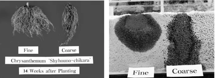 Fig.  2.  Different  distribution  patterns  of  root  and  nutrient  solution  in  perlite  according  to  different  particle  size.