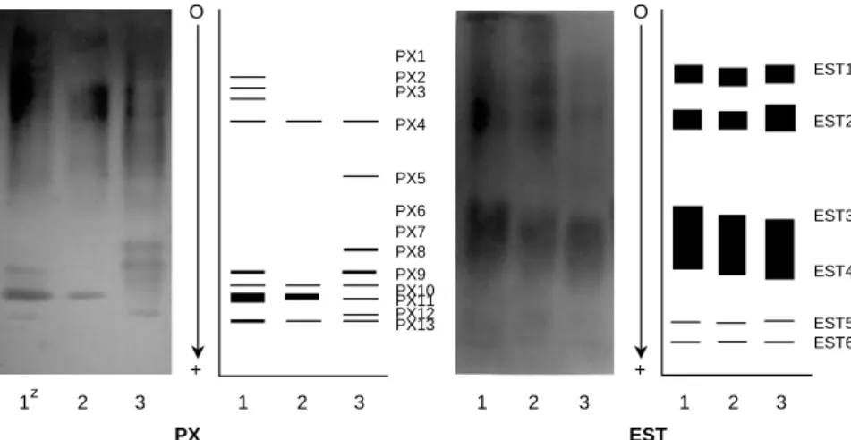 Fig.  5.  Zymograms  and  their  schematic  illustrations  for  peroxidase  (PX)  and  esterase  (EST)  on  7.5%  native  polyacrylamide  gel  (O  =  origin,  arrow  forward  the  anode).