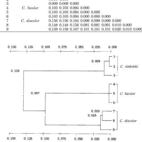 Fig.  4.  Dendrogram  of  the  three  different  Calanthe  species  genotypes  as  based  on  UPGMA  analysis  system