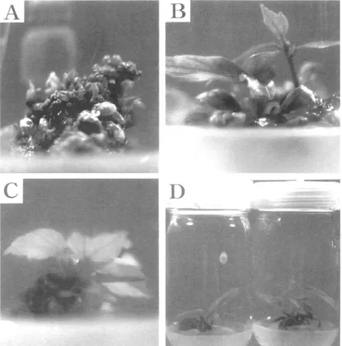 Fig.  2.  Process  of  shoot  development  from  a  shoot-tip  explants  of  Hibiscus  syriacus  L