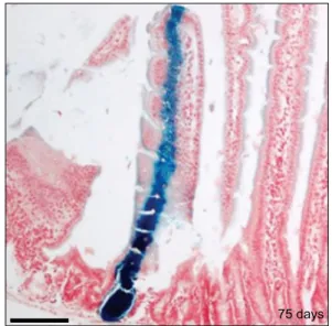 Fig.  1.  Lineage  tracing  in  the  small  intestine  confirms  intestinal  stem  cells