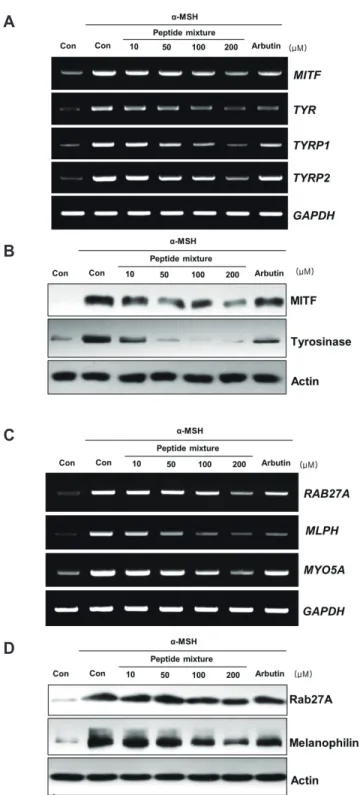 Fig. 2. Effects of the peptide mixture on the expression of melano- melano-genesis-related factors and melanosome transport-related factors