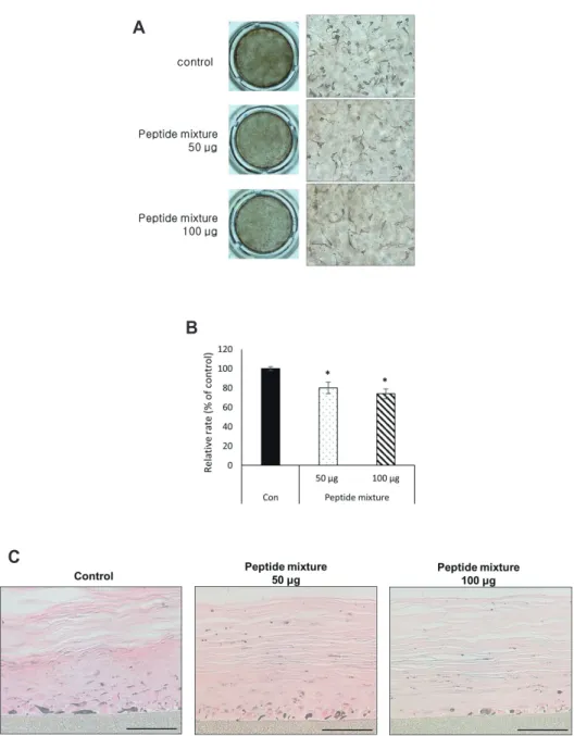 Fig. 6. The whitening effect of the pep- pep-tide mixture on the skin equivalent. 