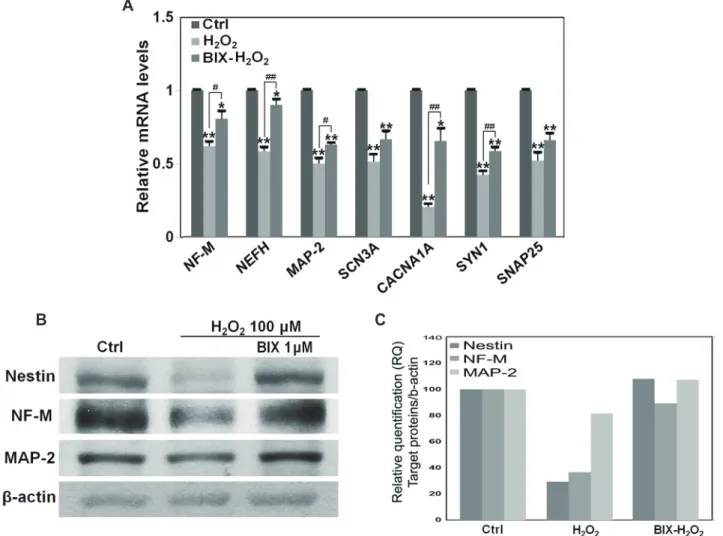 Fig. 2. Oxidative stress-induced reduction in the expression of neuron-specific genes was partially restored by G9a inhibition