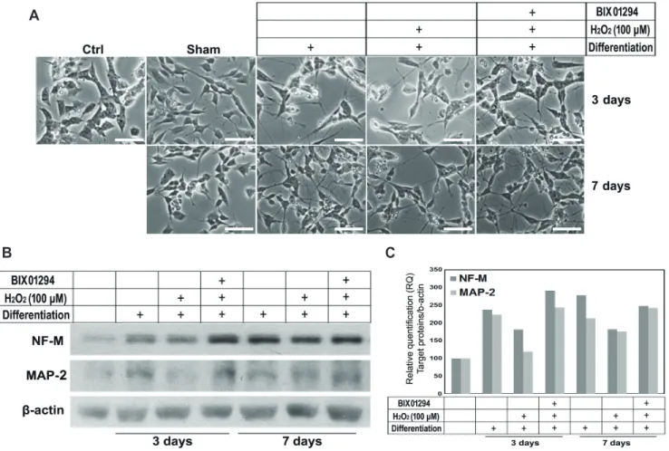 Fig. 4. Neuronal differentiation in H 2 O 2 -treated SH-SY5Y cells recovered on inhibition of G9a