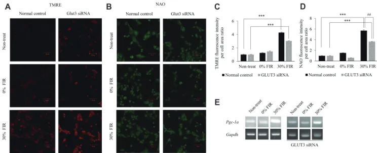 Fig. 4. Far-infrared rays (FIR) activate mitochondrial biogenesis at low glucose concentrations via GLUT3
