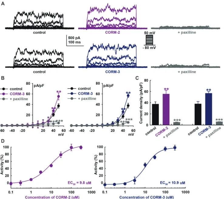 Fig. 1. Effects of carbon monoxide (CO) on large-conductance Ca 2+ -activated K + currents of HCFs