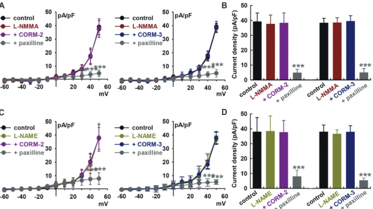 Fig. 2. Effect of nitric oxide synthase (NOS) blockers on CO-releasing molecule (CORM)-induced IBK activation
