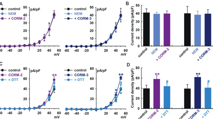 Fig. 5. Effect of S-nitrosylation on carbon monoxide (CO)-induced IBK activation. (A) Current–voltage (I–V) curves from –60 to +50 mV and (B) bar  graphs at +50 mV showing the summarized current density changes by CO-releasing molecule (CORM)-2 (10  M, n 