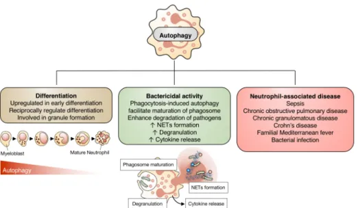 Fig. 2. Contribution of autophagy to neutrophil function. Autophagy is involved in neutrophil differentiation and granule formation