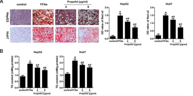 Fig. 2. Medium- and long-chain triglyceride (MCT/LCT) propofol inhibited free fatty acid (FFA)-induced lipid accumulation in HepG2 and  Huh7 cells