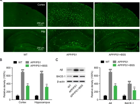 Fig. 3. β-Sitosterol treatment attenuated β-amyloid (Aβ) and BACE1 protein expression in amyloid protein precursor/presenilin 1 (APP/PS1)  mice