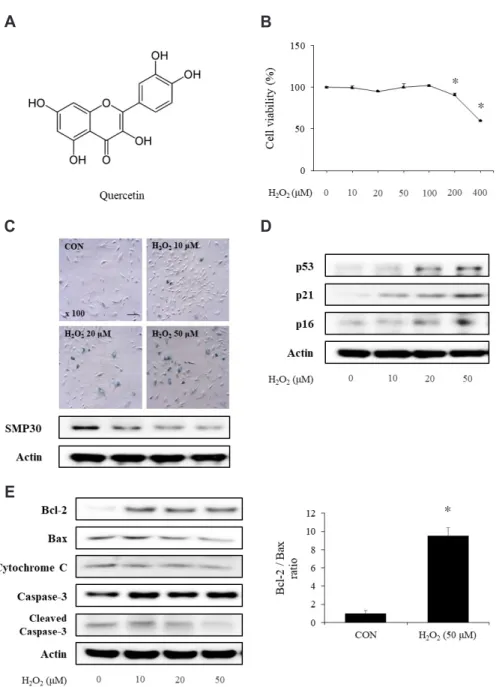 Fig. 1. Induction of senescence in vascular smooth muscle cells by hydrogen peroxide (H 2 O 2 )