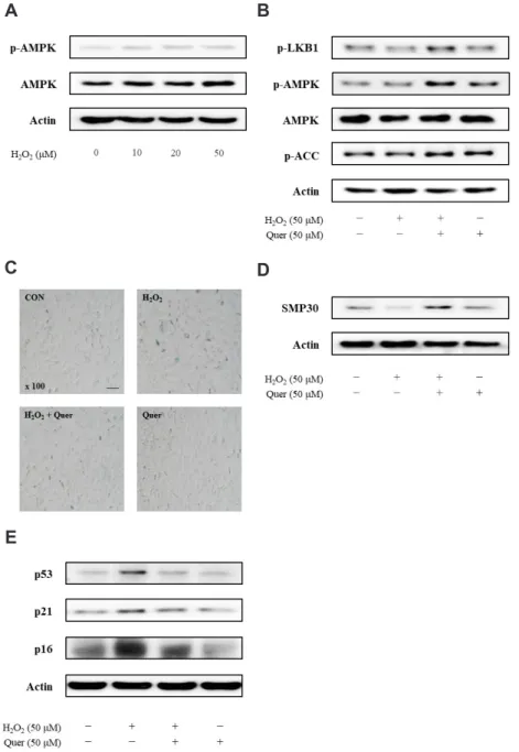 Fig. 2. The effects of quercetin on vascular smooth muscle cell (VSMC) senescence. (A) The protein level of AMPK was not changed by hydrogen  peroxide (H 2 O 2 ) (10, 20, and 50 µM)