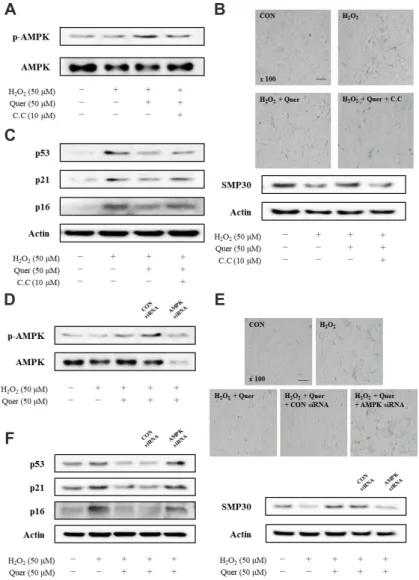 Fig. 4. The inhibitory effect of quercetin-induced AMPK activation on vascular smooth muscle cell (VSMC) senescence