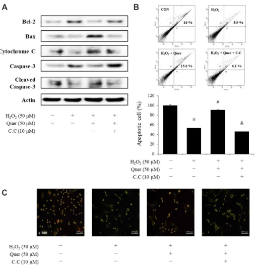 Fig. 5. The inhibitory effect of compound C on quercetin-induced apoptosis in vascular smooth muscle cell (VSMC)