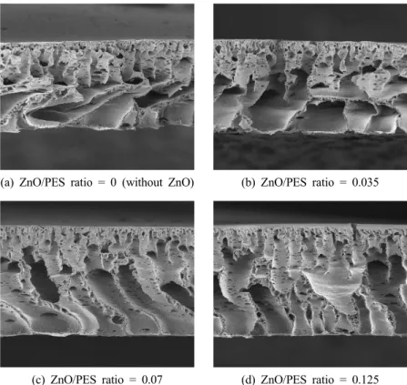 Fig. 3. Cross-sectional SEM photographs of the mixed matrix membranes (Basis : 6 wt% PES/NMP solution).