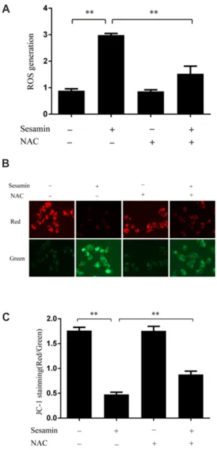 Fig. 2. Sesamin triggers the collapse of mitochondrial membrane  potential by increasing reactive oxygen species (ROS) levels in  A549 cells