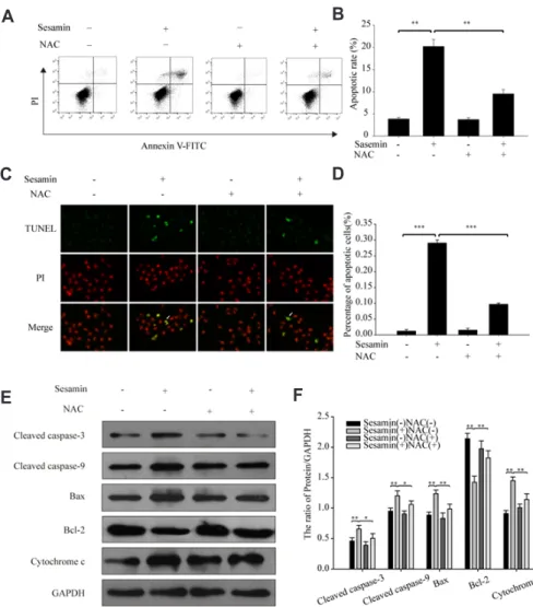 Fig. 3. Sesamin induces A549 cell  apoptosis via a reactive oxygen  spe-cies (ROS)-dependent mitochondrial  pathway