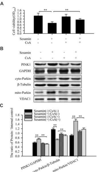 Fig. 4. Sesamin triggers mitophagy through a reactive oxygen spe- spe-cies (ROS)-mediated PINK1/Parkin pathway in A549 cells