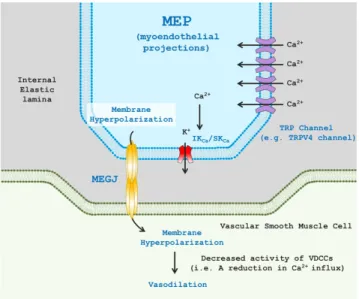 Fig. 1. Transient receptor potential (TRP) channel-mediated endo- endo-thelium-dependent hyperpolarization (EDH) and vasodilation