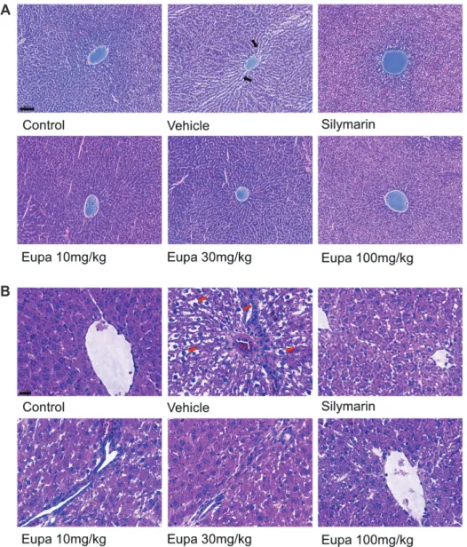 Fig. 6. Eupatilin reduced oxidative  stress and inflammation in the liver  tissue. H&amp;E-stained liver samples in  the control, vehicle, silymarin (positive  control), eupatilin 10 mg/kg, eupatilin 30  mg/kg, and eupatilin 100 mg/kg groups