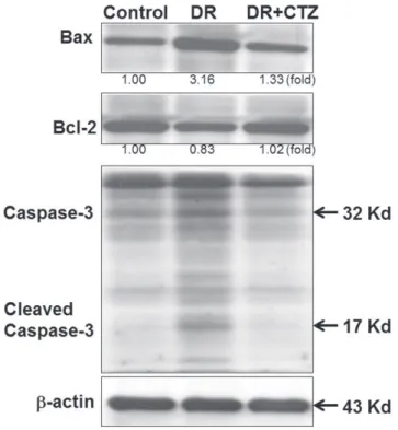 Fig. 4. CTZ improves the expression of mitochondrial apoptotic  proteins in diabetic nephropathy