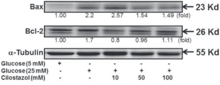 Fig. 6. CTZ improves the expression of mitochondrial apoptotic  proteins in high glucose treated RMC