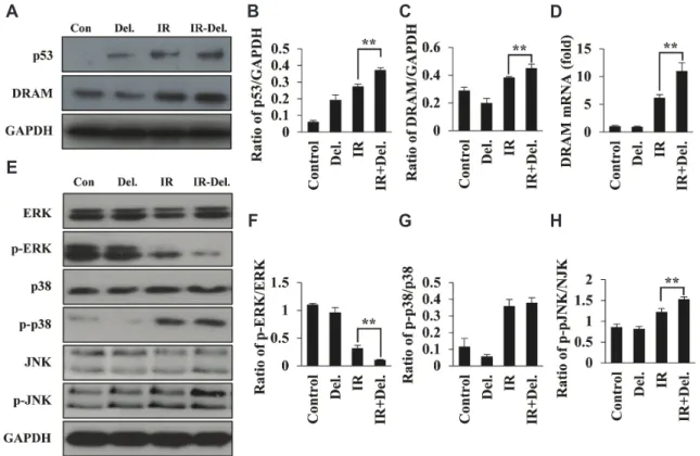 Fig. 4. Delphinidin activated the autophagic cell death pathway and JNK/MAPK signalling pathway in gamma-ray exposed A549 cells