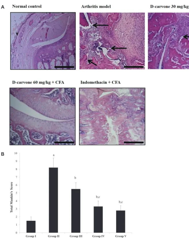 Fig. 6. Modulating effect of D-carvone on the hind paw histopathology of CFA-induced rats