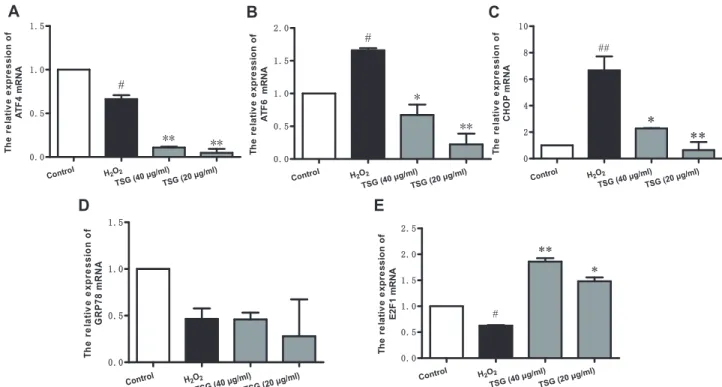 Fig. 6. Effect of TSG on ER stress in HUVECs. qRT-PCR was used to detect the (A) ATF4, (B) ATF6, (C) CHOP, (D) GRP78, and (E) E2F1 mRNA synthesis