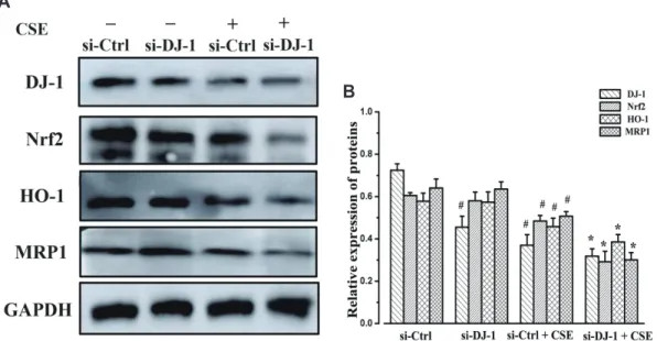 Fig. 8. Effect of DJ-1 on MRP1 and  AITC-induced Nrf2 and MRP1  expres-sion.  (A) Protein expression of Nrf2,  DJ-1, MRP1, and HO-1 in 16HBE cells  following treatment with DJ-1siRNA/