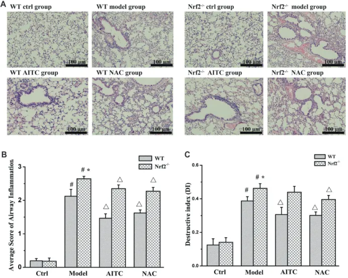 Fig. 1. Pathological evaluation of lung tissue. (A) Changes in lung histopathology observed following H&amp;E staining