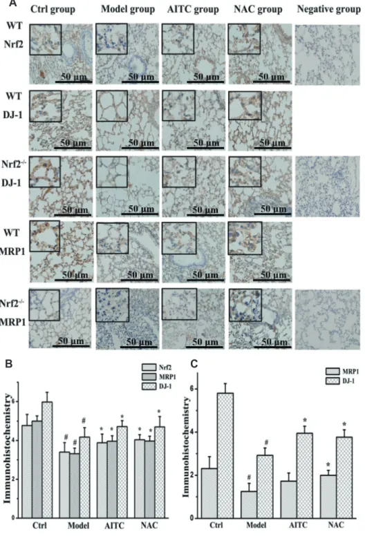 Fig. 2. Effect of Nrf2 gene knockout  on MRP1 expression. (A)  Immunohis-tochemistry results of Nrf2, DJ-1, and  MRP1 expression in different groups