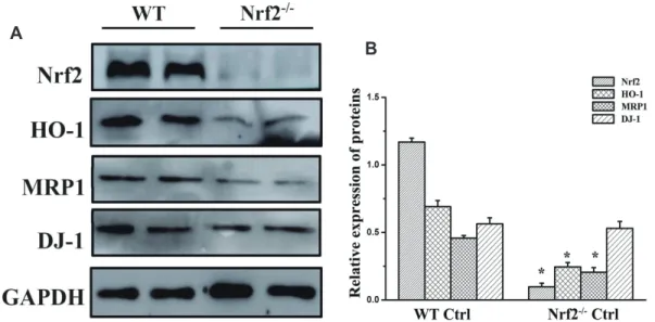 Fig. 3. Protein expression in the different groups. (A) Western blot results of Nrf2, DJ-1, MRP1, and HO-1 expression in the WT and Nrf2 -/-  control  groups