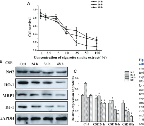 Fig. 5. Protein expression in 16HBE  cells following CSE treatment. (A) MTT  assay was used to determine the cellular  toxicity of CSE in 16HBE cells