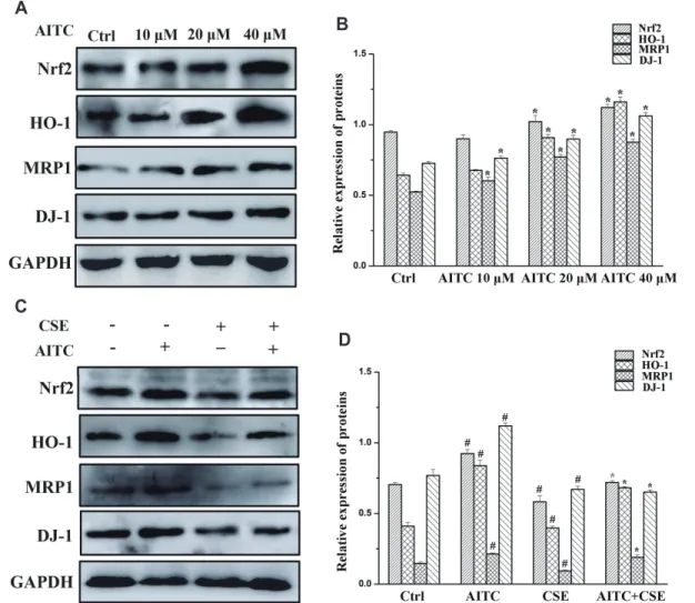 Fig. 6. Protein expression in 16HBE cells following treatment with AITC and CSE. (A) Protein expression of Nrf2, DJ-1, MRP1, and HO-1 in 16HBE  cells following treatment with different concentrations of AITC