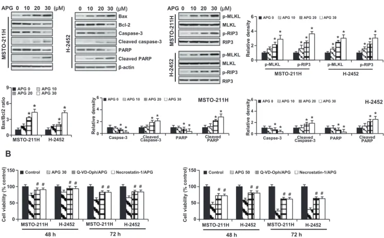 Fig. 2. Apigenin-induced apoptosis and necroptosis in MSTO-211H and H-2452 cells. (A) Cells were treated with increasing concentrations (0, 10,  30, and 50 M) of apigenin for 48 h