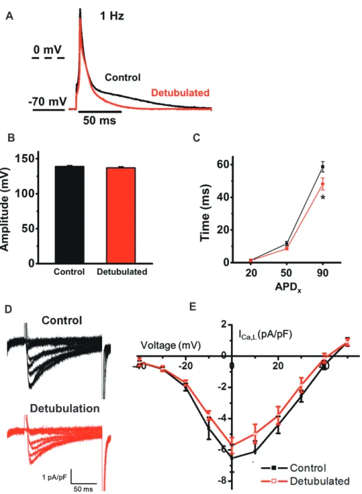 Fig. 8. The change of atrial action  potential and L-type Ca 2+  channel  (LTCC) current by detubulation