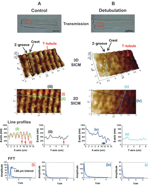 Fig. 1. Scanning ion conductance  microscopy (SICM) imaging of rat  ven-tricular myocyte