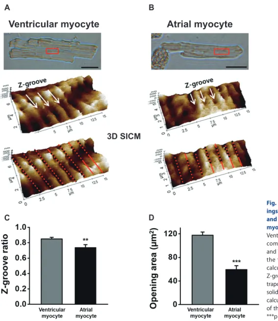 Fig. 3A shows a representative SICM image of smooth-type  cells. About 38% (58 of 153 cells) of atrial myocytes showed a  smooth cell surface with no particular nanostructures