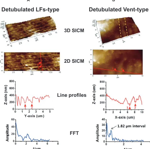 Fig. 6. Effect of formamide-induced detubulation on the structure of longitudinal fissures (LFs) and T-tubule openings