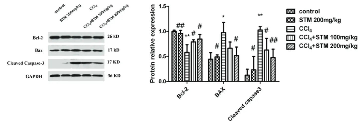 Fig. 3. Western blot assay of Bcl-2, Bax, and cleaved caspase-3 expression of livers in CCl 4 -induced rat liver