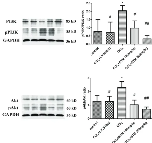 Fig. 4. STM inhibits hepatocyte apoptosis  by blocking the activation of the PI3K/