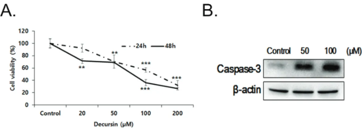 Fig. 6. Decursin induces apoptosis and caspase-3 activation in C6 cells. (A) C6 cells were treated with various concentrations of decursin (10, 20,  50, 100 and 200  PM) for 24 h and 48 h