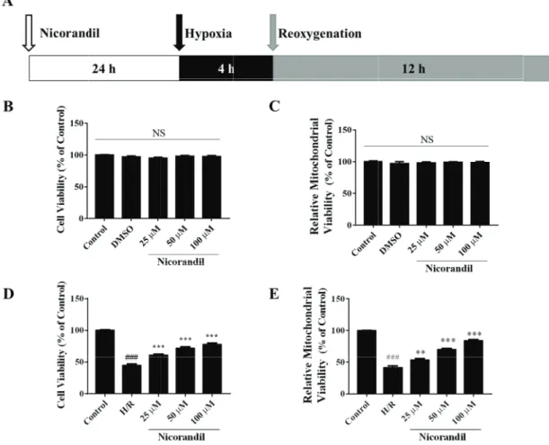 Fig. 1. Effects of nicorandil on cell and mitochondrial viability in H/R-induced H9c2 cells