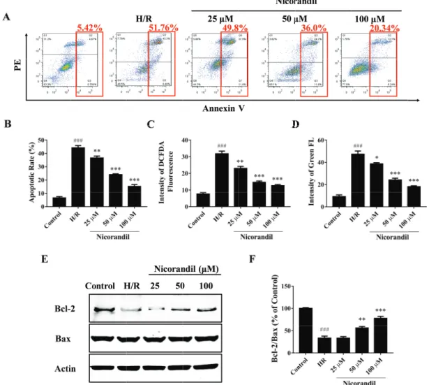 Fig. 2. Effects of nicorandil on cellular apoptosis, ROS production and calcium overloading in H/R-induced H9c2 cells