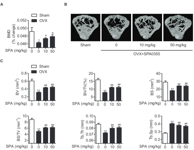 Fig. 2. Preventive effects of SPA0355 on bone loss in OVX mice. (A) Bone marrow density (BMD) was measured using DEXA and expressed as per- per-cent change from baseline values (n=5)