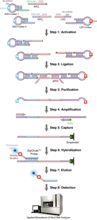Fig. 3. SNPlex Genotyping System의 원리 8) heterozygote 타입의 사람인 경우에는 두 가지 probe가 각 각 결합이 가능하므로 VIC과 FAM이 모두 방출될 것이 다